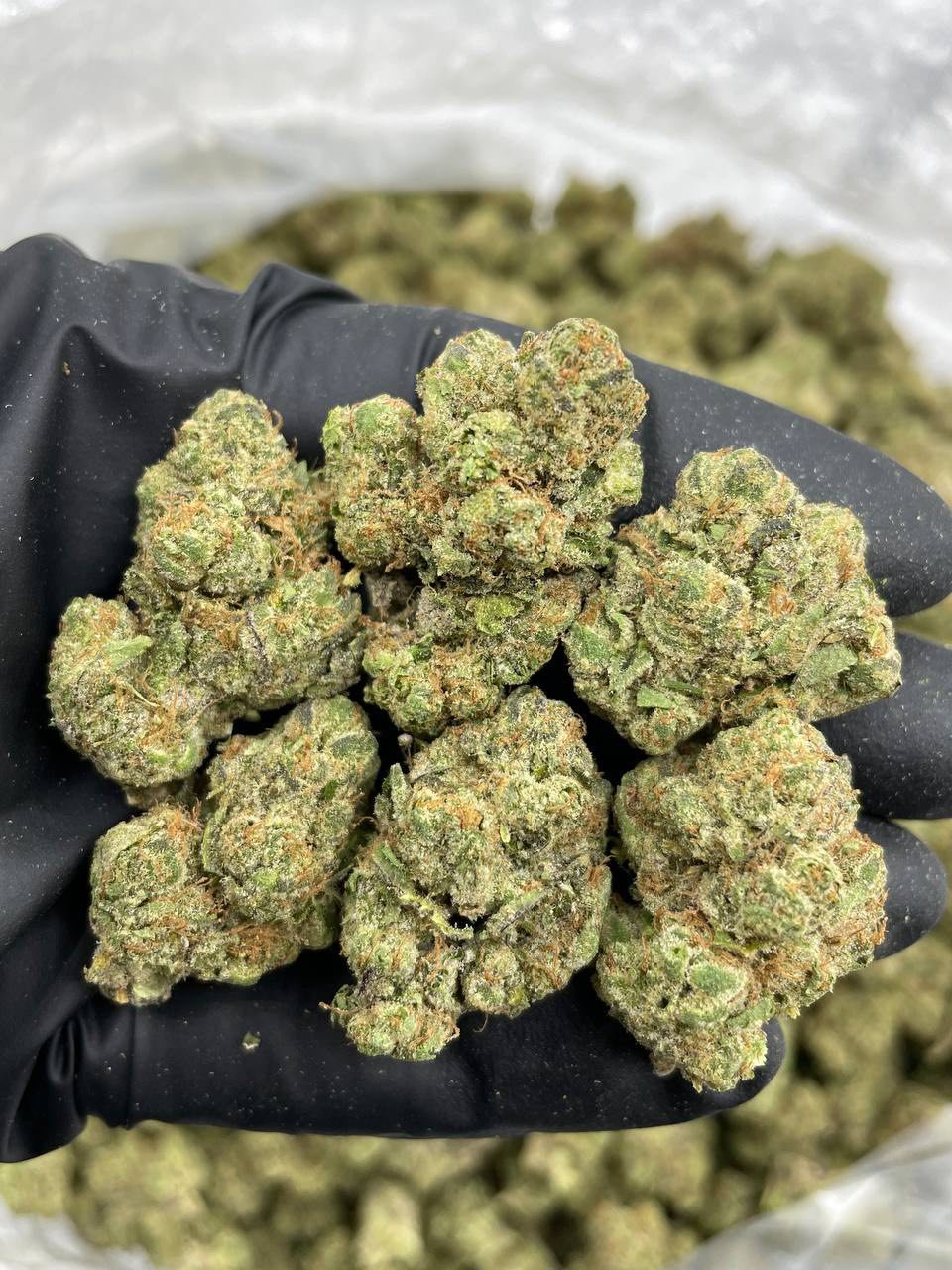 unicorn cupcakes strain unicorn cupcakes strain