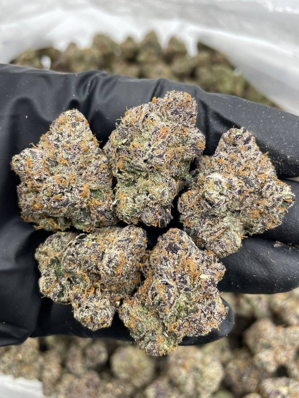 cherry bomb strain cherry bomb strain